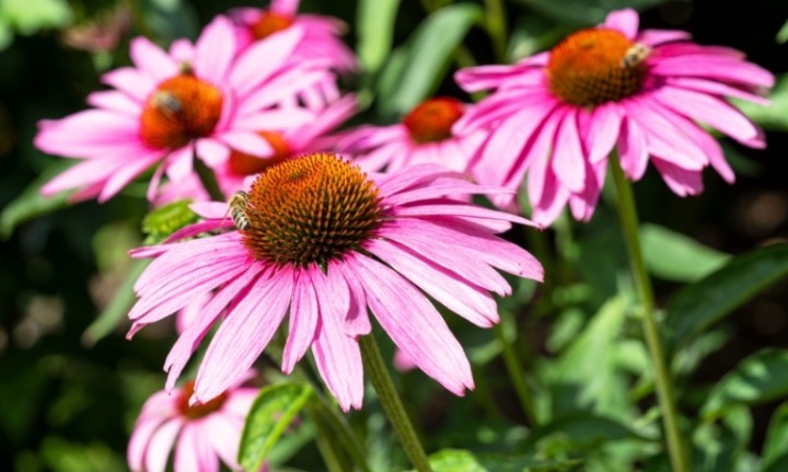 Echinacea - čo by ste mali vedieť o tejto bylinke