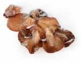 Auricularia - Judášovo ucho