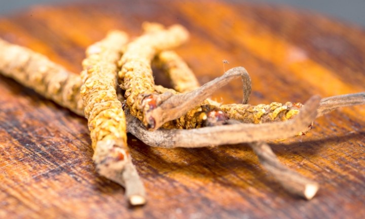 Húsenica čínska - Cordyceps sinensis