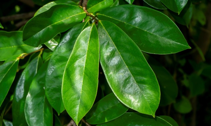 Z herbára - ANNONA MURICATA (graviola)