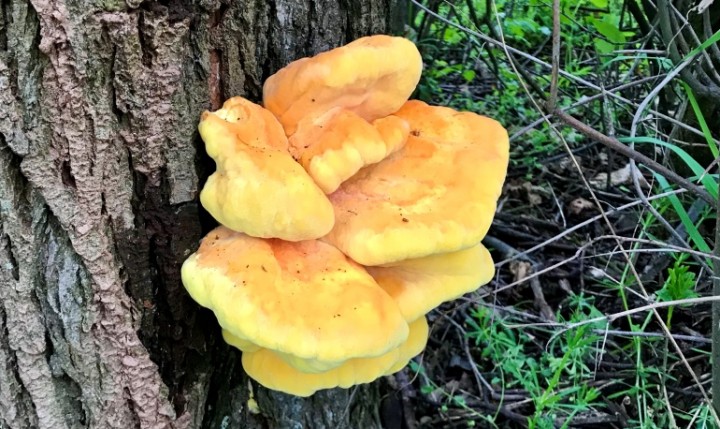 Huby - skvelí chemici, skvelí liečitelia