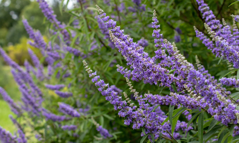 Z herbára - VITEX AGNUS