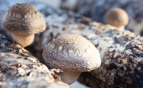 Shiitake - malá, ale užitočná huba