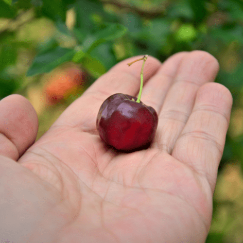 Acerola-3