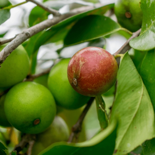 Camu-camu-fruit