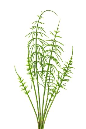 horsetail isolated on white background