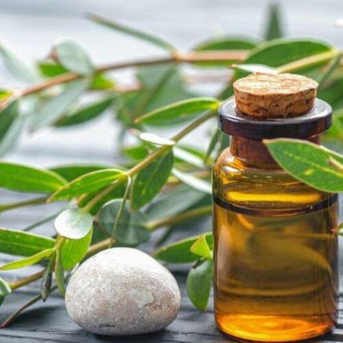 Horcikova-sul-eucalyptus-muscle