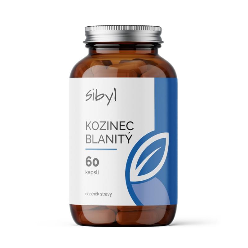 Kozinec blanitý SIBYL