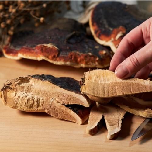 Reishi