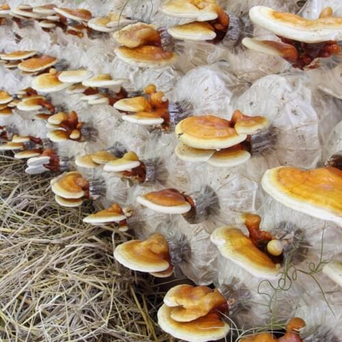 Reishi-pestovani