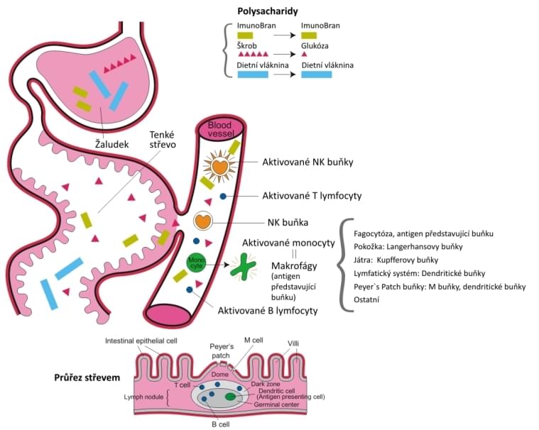 Ilustračný obrázok - z materiálu k výrobku IMUNOBRAN (MGN3) - arabinoxyaln heteroglykán Ilustračný obrázok - z materiálu k výrobku IMUNOBRAN (MGN3) - arabinoxyaln heteroglykán