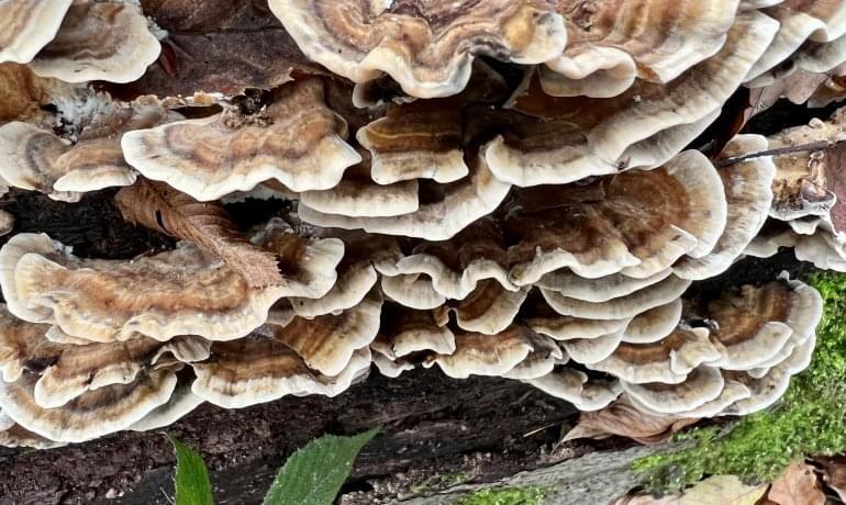 coriolus-versicolor-daniel coriolus-versicolor-daniel